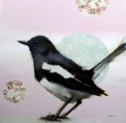 Magpie – ( The Black And White Bird)